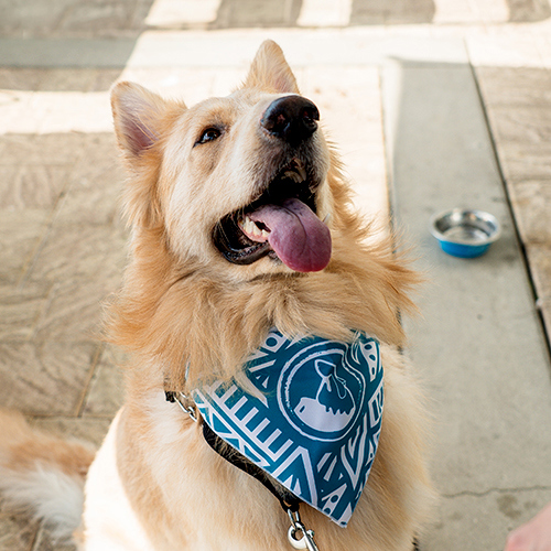 Pet Friendly Patio Dining Available